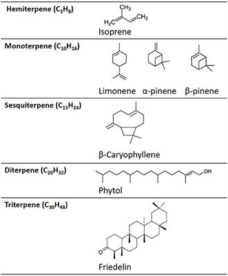 A Review of the Potential Use of Pinene and Linalool as Terpene-Based Medicines for Brain Health: Discovering Novel Therapeutics in the Flavours and Fragrances of Cannabis